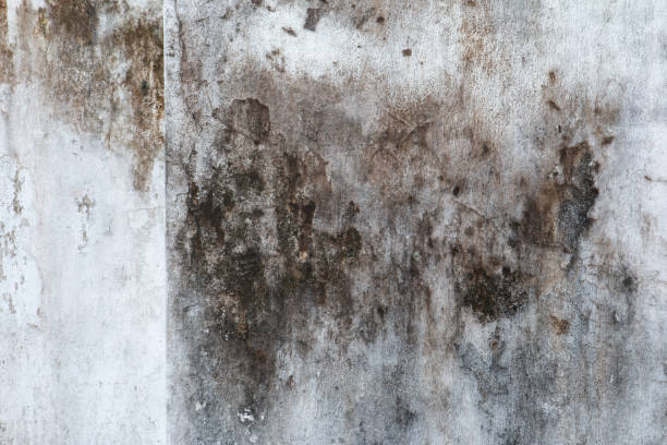 Best Airborne Mold Testing  in Alpha, NJ