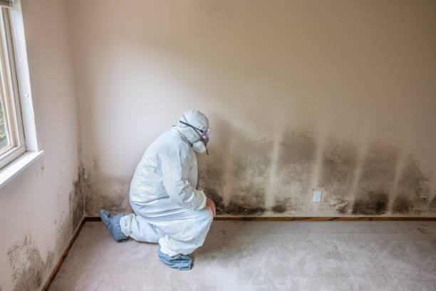 Best Commercial Mold Inspection  in Alpha, NJ
